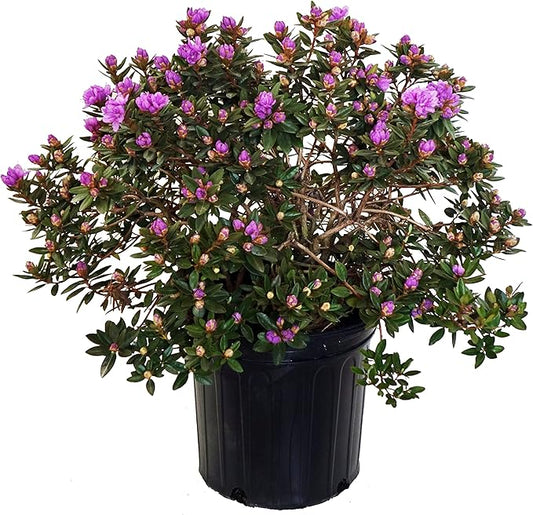 Rhododendron X 'Purple Gem' (Rhododendron) Evergreen, bluish purple flowers, #2 - Size Container