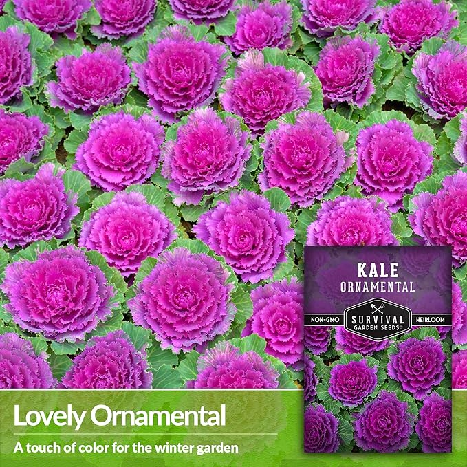 Ornamental Kale Seed for Planting - 3 Packets with Instructions for Growing Ornamental Flowering Kale Plants in Your Home Vegetable Garden - Non-GMO Heirloom Variety - Survival Garden Seeds