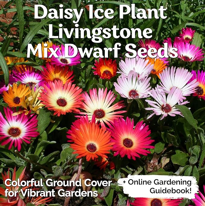 KVITER 6,000 Ice Plant seeds (Dorotheanthus Bellidiformis) – Livingstone Daisy Flower Seeds, Annual Heirloom seeds – Perfect Flowering Ground Cover seeds for Planting In Garden, Rock Beds & Containers