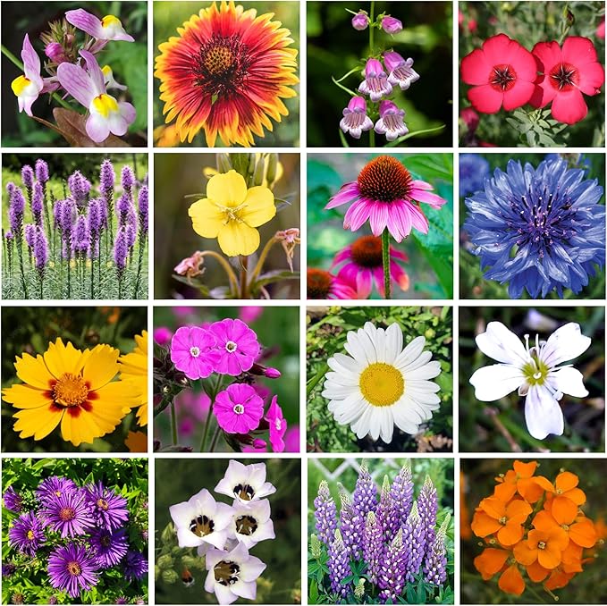 on The Go Regional Wildflower Seed Shaker - Northeast USA Wildflowers - 100% Pure Seed - Organic, Non-GMO - 21 Wildflower Variety Seeds of Annual & Perennial, 8oz