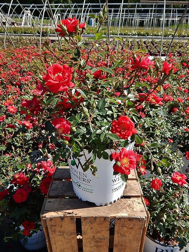 Proven Winners - ROSA `OSO EASY URBAN LEGEND` (Landscape Rose) Rose, cherry red flowers, #2 - Size Container
