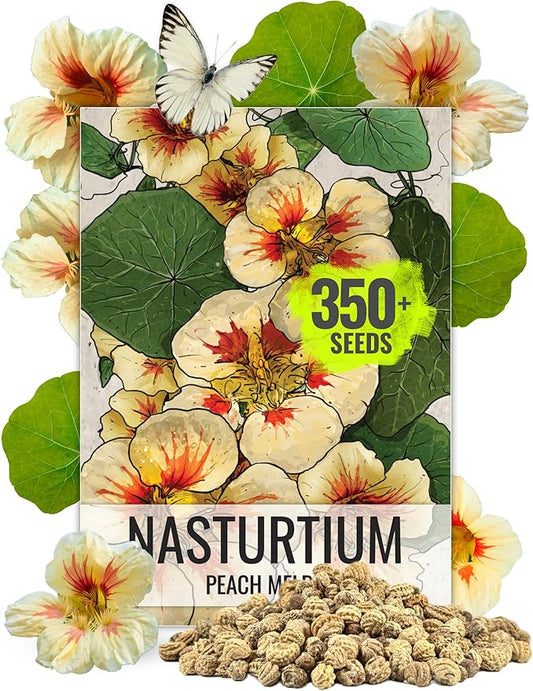 Seed Needs, 350+ Nasturtium Seeds “Peach Melba” (Tropaeolum Nanum) Non-GMO, Easy to Grow Flower Seeds, Attracts Pollinators - Bulk