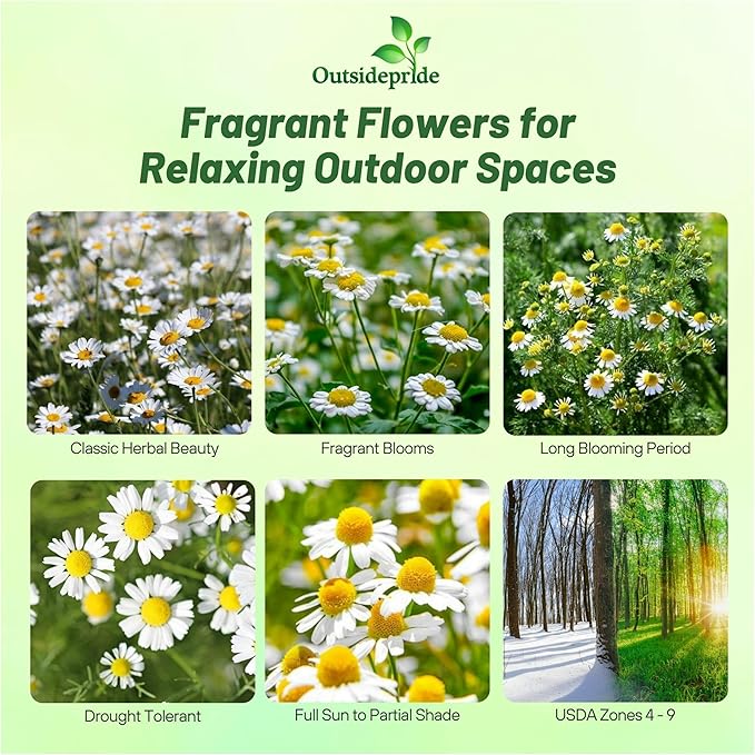 Outsidepride 25000 Seeds Perennial Roman Chamomile Herb Garden Seed for Planting