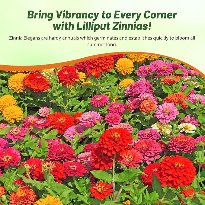 Outsidepride Zinnia Seeds - 1 Lb. Annual Blend of Hardy Compact Mixed Color Ball-Shaped Blooms for Planting in Outdoor Containers, Borders, Flower Beds, Cutting Gardens & Pollinator-Friendly Spaces