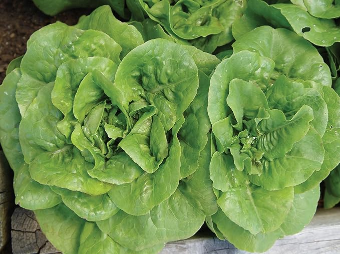 Burpee Burpee Bibb Lettuce Seeds 2500 seeds