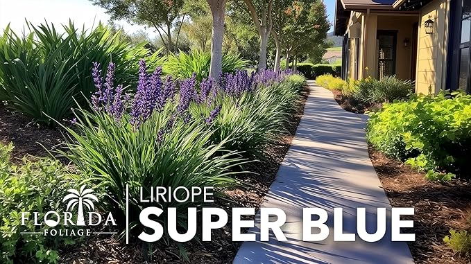 Liriope Super Blue | 10 Live Plants | Liriope muscari 'Super Blue' | Ornamental Ground Cover Plants | Shade-Tolerant Landscaping Perennial