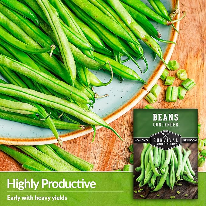 5 Packs Contender Bush Bean Seed for Planting with Instructions to Grow Delicious & Stringless Green Beans in Your Home Vegetable Garden - Non-GMO Heirloom - Survival Garden Seeds