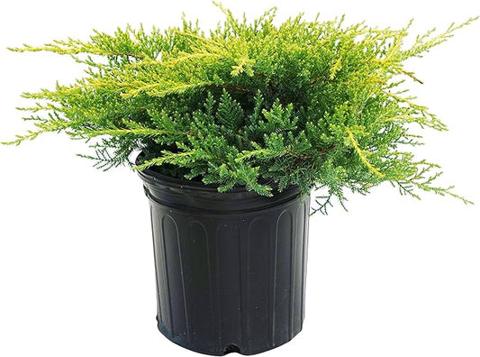 Green Promise Farms JNCGST03 JNCGST Evergreen Plant, 3 Size Container, Light Blue/green