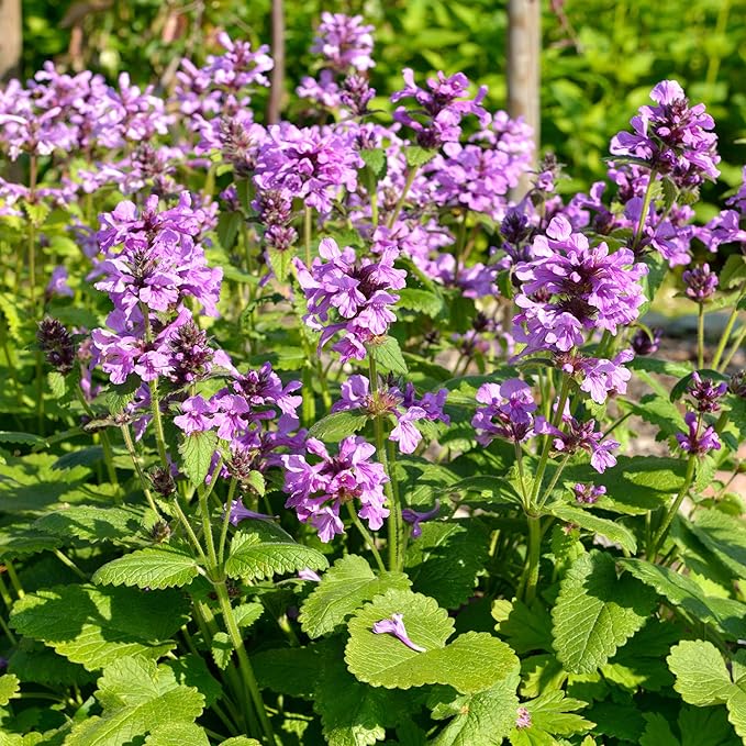 Outsidepride 100 Seeds Perennial Stachys Macrantha Lamb's Ear Flower Seeds for Planting