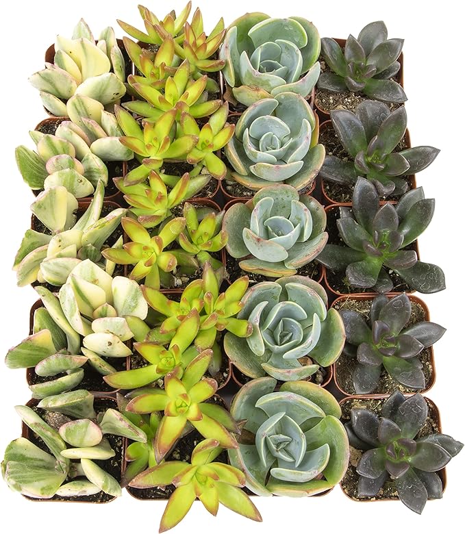 Succulents Plants Live (20PK) Potted Succulent Plants Live House Plants, Cactus Plants Live Plants Indoor Plants Live Houseplants, Indoor Plant Succulents Live Plant House Plant by Plants for Pets