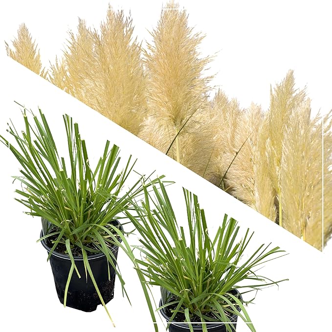 Live Ornamental Perennial Grass - White Pampas (2 Per Pack), Showy Accent Plant, 12" Tall by 6" Wide in 1.5 Quart Pot