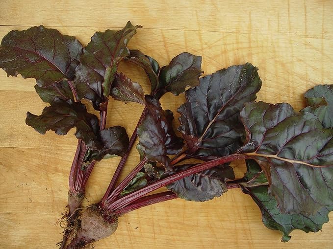 Burpee Bull's Blood (Heirloom) Beet Seeds 200 seeds