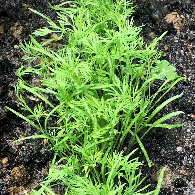 Seed Needs, Bouquet Dill Seeds - 250 Heirloom Seeds for Planting Anethum graveolens - Culinary Herb to Grow Indoors or Outdoors, Non-GMO & Untreated (1 Pack)