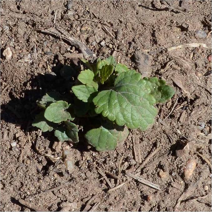 Seed Needs Anise Hyssop Seeds for Planting - Non-GMO, Heirloom & Untreated - Organically Grow a Medicinal/Culinary Herb Garden for Tea & Essential Oils (2 Packs)