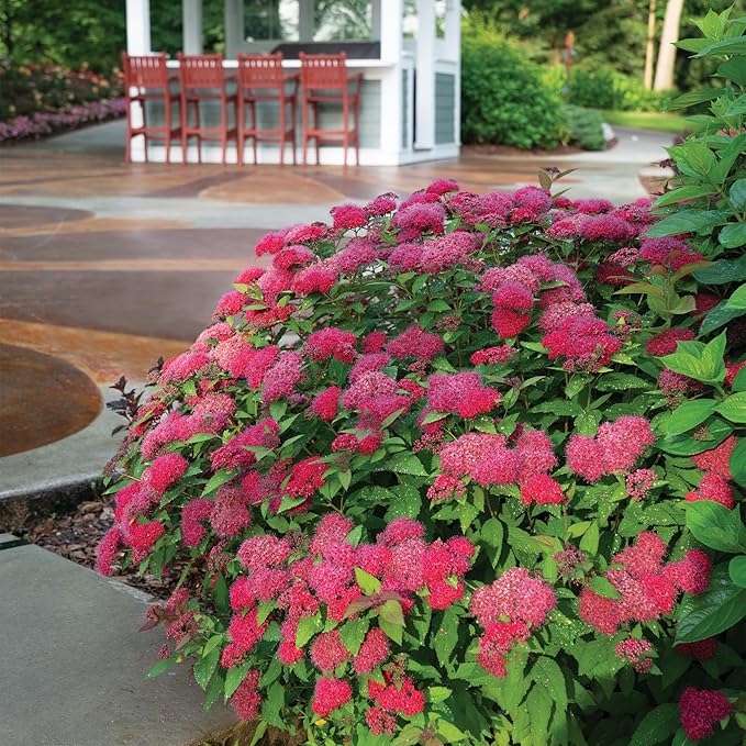 2 Gallon Proven Winners Spirea Double Play Doozie Shrub