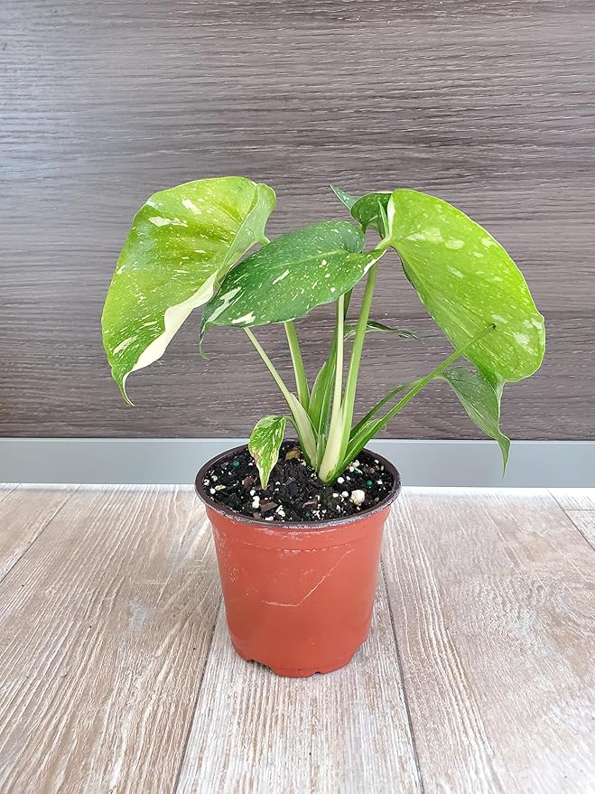 Monstera Thai Constellation 4" Planter - Variegated Monstera Live Plant - 6" to 10" Overall Height - Tropical Plants of Florida