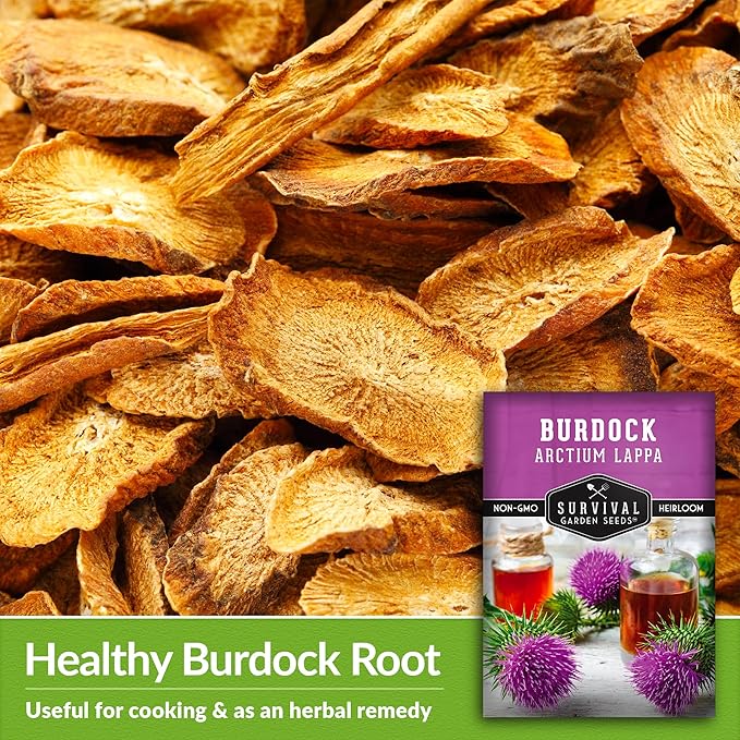 Burdock Seed for Planting - 3 Packets with Instructions to Plant and Grow Burdock Root (GOBO) in Your Home Vegetable Garden - Non-GMO Heirloom Variety- Survival Garden Seeds