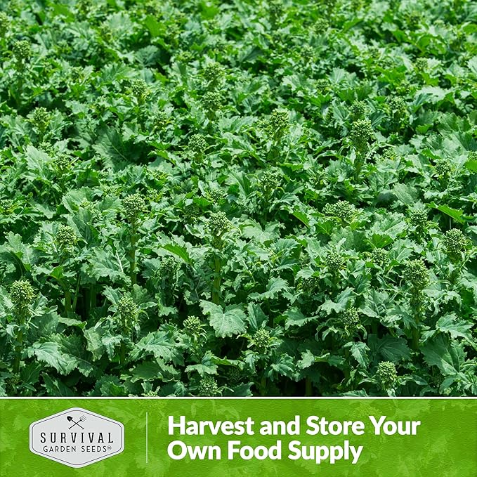 San Marzano Broccoli Raab Seed for Planting - 5 Packets with Instructions to Plant and Grow Rabe or Rapini Broccoli in Your Home Vegetable Garden - Non-GMO Heirloom Variety - Survival Garden Seeds