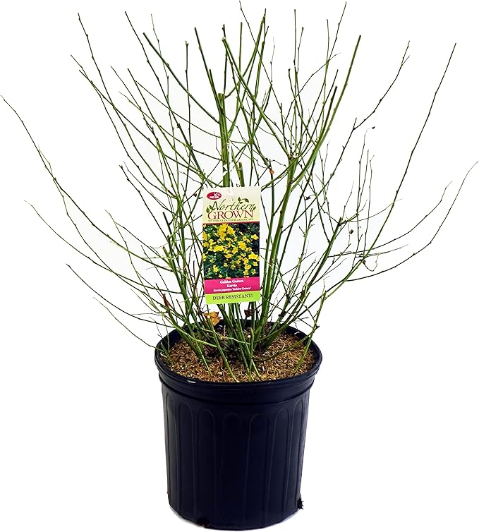 Kerria japonica 'Golden Guinea' (Japanese Kerria) Shrub, yellow flowers, #2 - Size Container