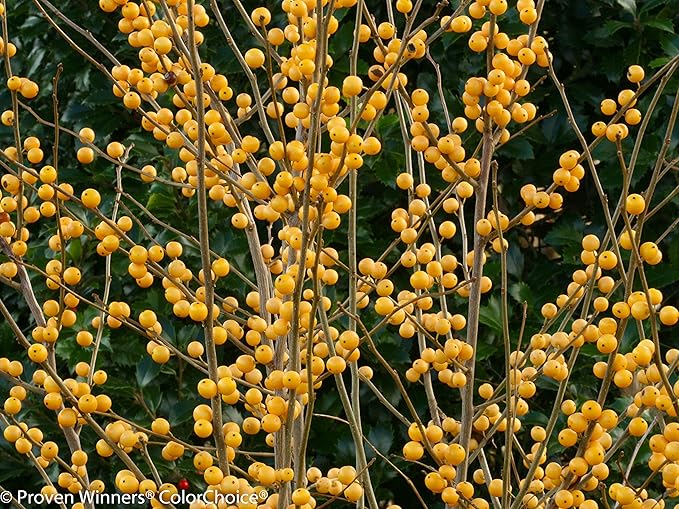 Proven Winners - Ilex verticillata Berry Heavy Gold (Winterberry) Shrub, gold berries, 3 - Size Container