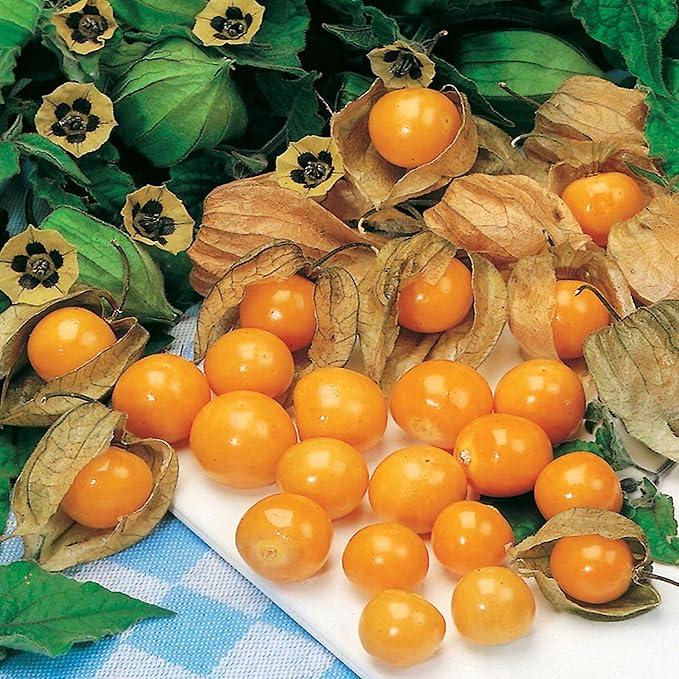 Seeds Ground Cherry (Cape Gooseberry, Goldenberry) Orange Physalis Vegetable for Planting Non GMO