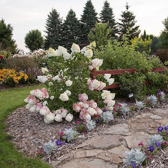 3 Gallon First Editions Hydrangea Vanilla Strawberry Shrub