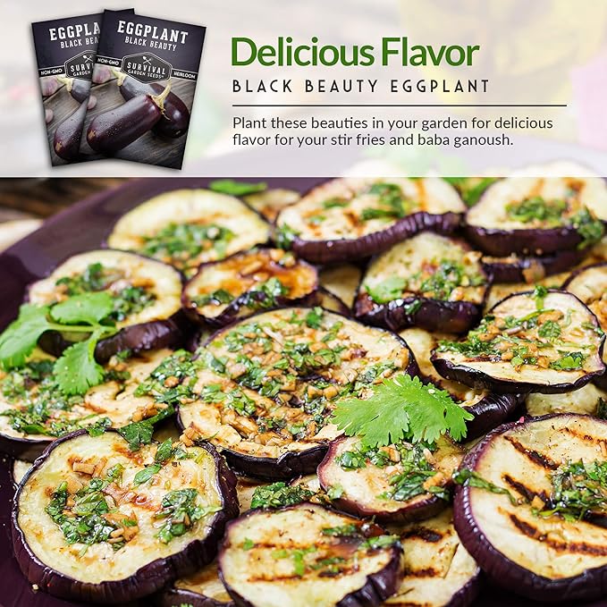 1 Pack Black Beauty Eggplant Seed for Planting - Packet with Instructions to Grow Purple Aubergine Plants in Your Home Vegetable Garden - Non-GMO Heirloom Variety - Survival Garden Seeds