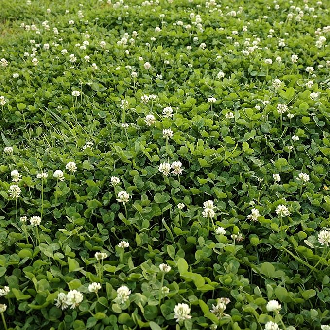 Outsidepride Perennial White Dutch Clover Seed - 2 lbs. Nitrocoated, Inoculated Clover Seeds for Lawn Alternative, Erosion Control, Food Plots, Ground Cover, & Pasture Mixtures in USDA Zones 3-10