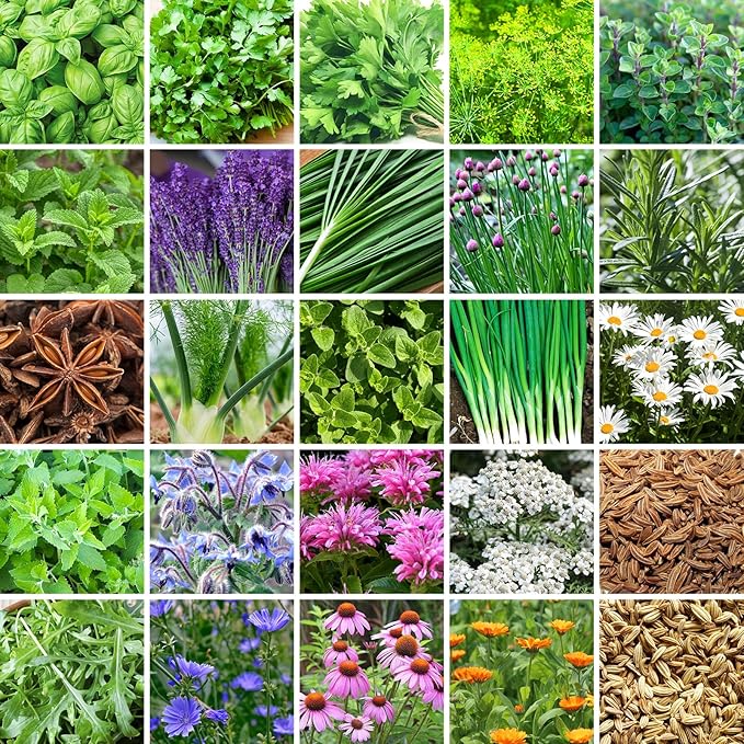 30,000+ Herb Seeds for Planting, 25 Varieties Heirloom Culinary Tea Herb Seeds Gift Pack, Non-GMO Herb Seed Garden Kit for Indoor Outdoor Growing, Home Fresh Food Herb Supply