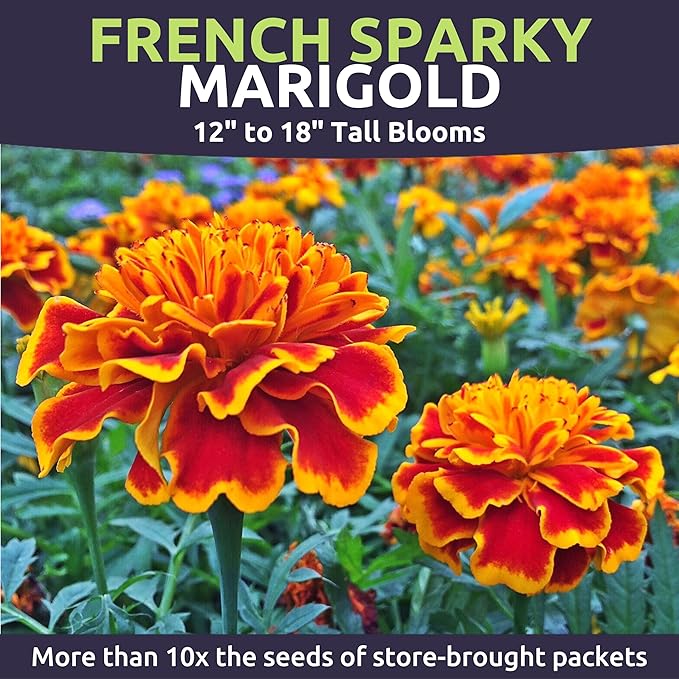 Marigold French Sparky - Large 1/2 Ounce Packet - 4,000 Flower Seeds for Planting - Tagetes patula