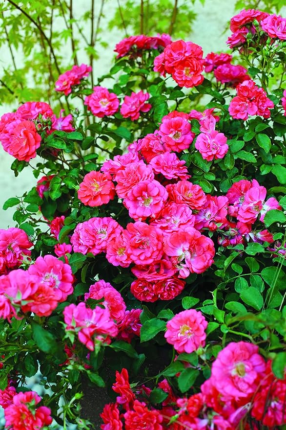Drift Roses - Rosa Coral Drift (Rose) Rose, coral flowers, #2 - Size Container