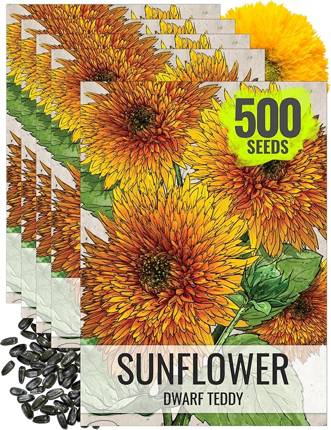 Seed Needs, Dwarf Teddy Sunflower Seeds - 100 Heirloom Seeds for Planting Helianthus annuus - Double Petaled Blooms, Attracts Pollinators/Butterflies (5 Packs)