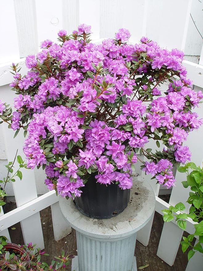 Rhododendron X 'Purple Gem' (Rhododendron) Evergreen, bluish purple flowers, #2 - Size Container