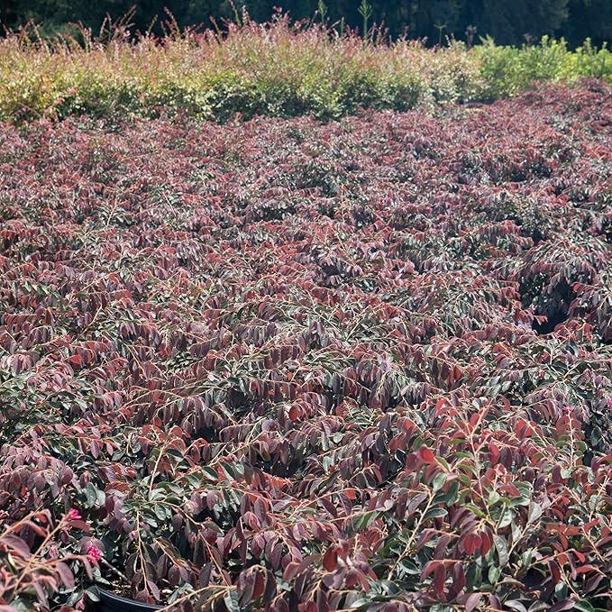 Zhuzhou LOROPETALUM - Size: 1 Gallon, Live Plant, Includes Special Blend Fertilizer & Planting Guide (Pack of 2)