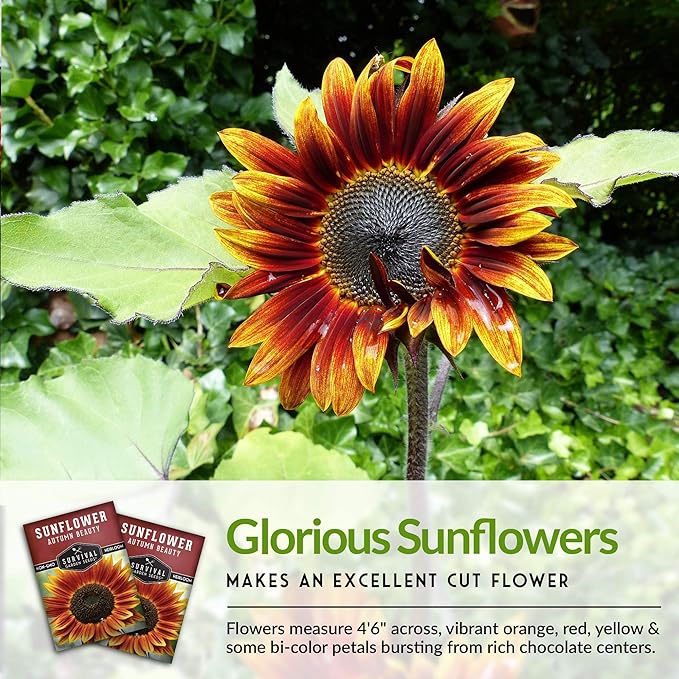 Survival Garden Seeds - Autumn Beauty Sunflower Seed for Planting - 5 Packs with Instructions to Plant and Grow Beautiful and Colorful Flowers in Your Home Vegetable Garden - Non-GMO Heirloom Variety