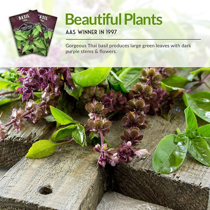 Survival Garden Seeds - Thai Basil Seed for Planting - Packet with Instructions to Plant and Grow Asian Basil Indoors or Outdoors in Your Home Vegetable Garden - Non-GMO Heirloom Variety - 2 Pack