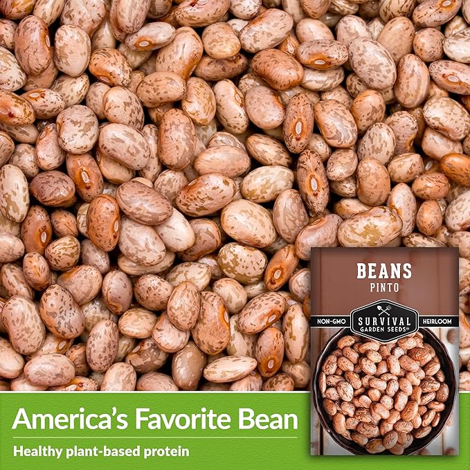 1 Pack Pinto Bean Seeds for Planting with Instructions for Growing Mottled/Peruano Beans in The Home Vegetable Garden - Non-GMO Open-Pollinated Heirloom & Untreated Seed - Survival Garden Seeds