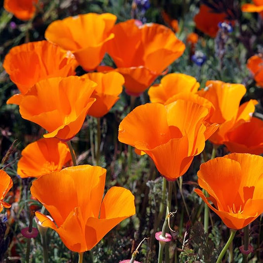 Outsidepride Eschscholzia Orange California Poppy Seeds - 1 lb. Annual, Native, Drought Tolerant Wildflower Seeds w/Vibrant Blooms for Full Sun & Drought-Tolerant Pollinator-Friendly Gardens