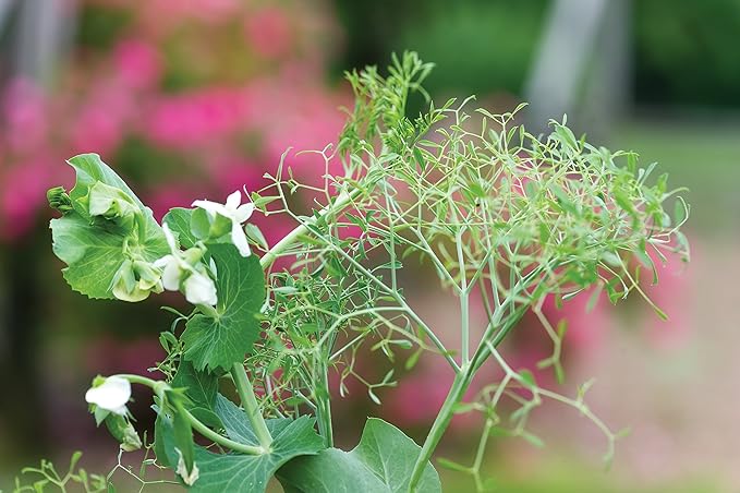 Burpee Masterpiece Pea Seeds 200 seeds