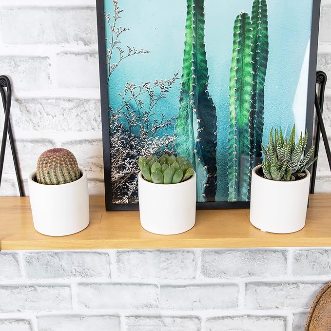 Plants for Pets Live Low Light House Plants in Ceramic Succulent Pots (3 Pack), Gasteria Succulent Plant and Cactus Plants Live with Potting Soil, Haworthia Succulents for Indoor Growing Home Décor