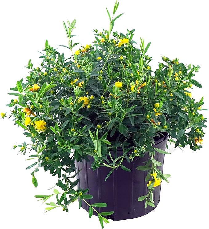 Hypericum frondosum 'Sunburst' (St. Johns Wort) Shrub, yellow flowers, #3 - Size Container
