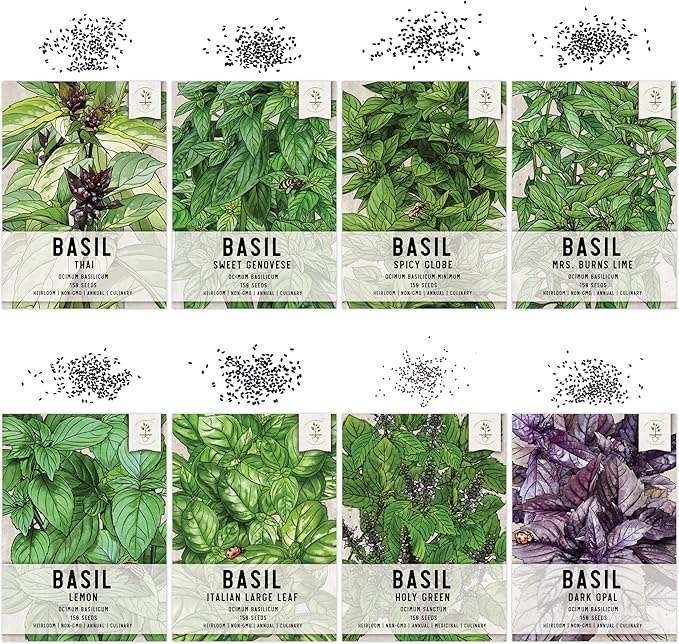 Seed Needs, Culinary Basil Herb Seed Packet Collection (8 Individual Basil Seed Varieties for Planting) Non-GMO & Untreated