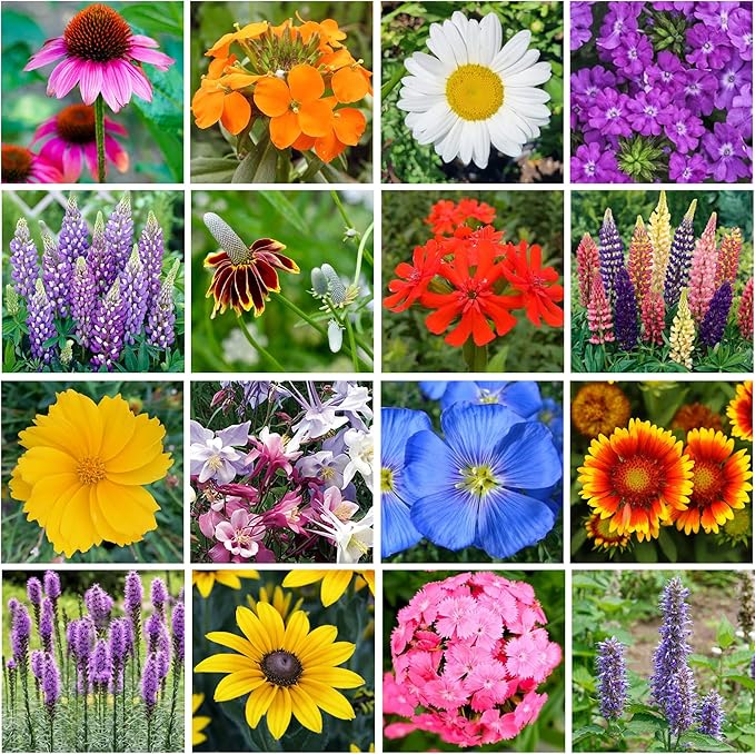 Wildflower Seed s – Perennial Flower Seeds Mix to Plant Anywhere, by Geva Grow | 12-Type Beautiful Perennial Wildflower Seeds Bulk 90,000+ Seeds, 2 Ounce, No Messy Packets