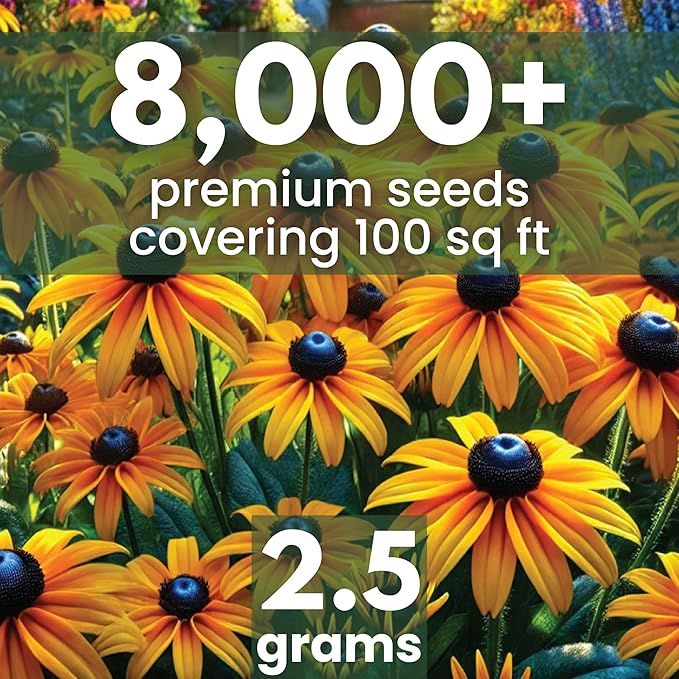 Black Eyed Susan - Large 2,500mg Envelope - 6,000 Flower Seeds for Planting - Rudbeckia hirta