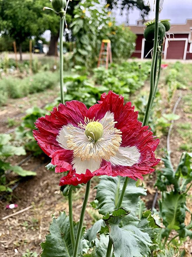 Plant Good Seed Danish Flag Poppy Seeds - Pack of 250, Heirloom Seeds for Planting Herbs, Flowers - Gardening Supplies, Herb Garden, Wildflower, Flower Seeds to Plant Outside - Non-GMO, from USA