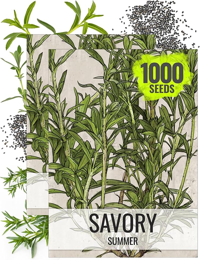 Seed Needs Summer Savory Seeds for Planting - Non-GMO, Heirloom & Untreated Annual Herbs - Organically Grow a Culinary Kitchen Garden Indoors or Outdoors (2 Packs (1,000 Seeds))