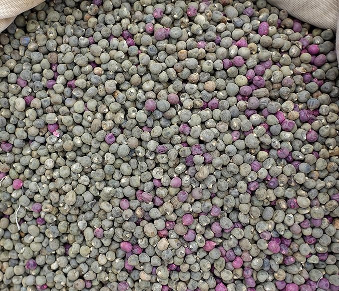 Okra Seeds for Planting - Plant & Grow Blondy Okra in Home Outdoor Garden - Heirloom & Non GMO - Planting Instructions for Abundant Harvests, Great Gardening Gift, 1 Packet