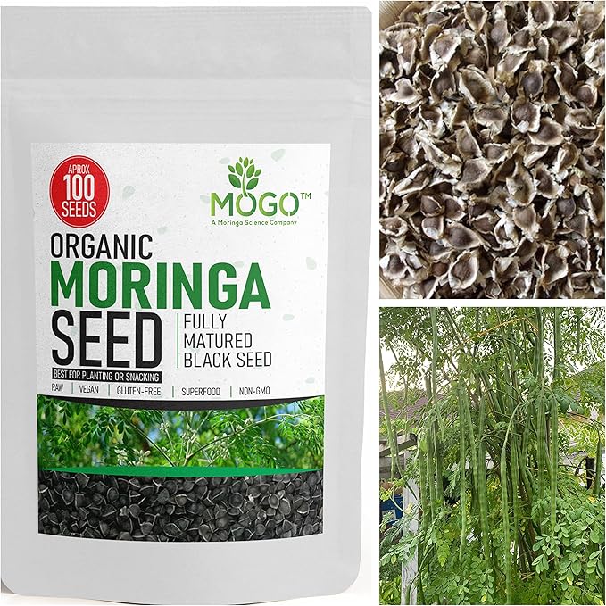 100+ Organic Moringa Seeds| Best for Planting & Gardening| High Yield Fully Matured Black Seeds|Semillas De Moringa Seeds only for Planting