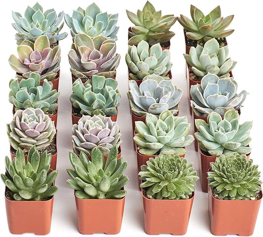 Shop Succulents Rosette Succulent Plant Pack Collection - Live Mini Succulent Plants, Low Maintenance, Floral Shaped Mix of Colors & Textures - Wedding and Party Favors, Gift & Garden, Pack of 20