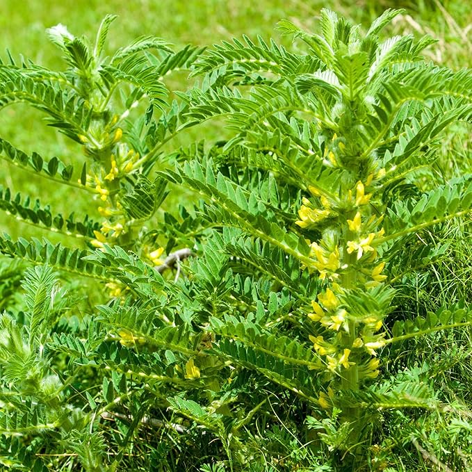 Outsidepride 200 Seeds Perennial Astragalus Milk Vetch Herb Garden Seeds for Planting